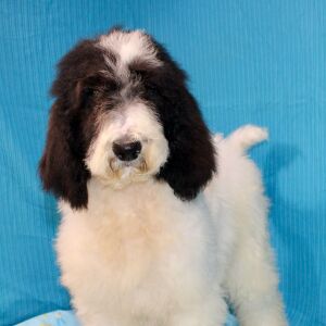 Goldendoodle Puppy Cloe