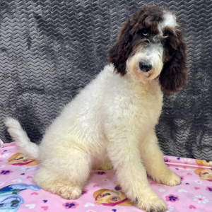Goldendoodle Puppy Cloe