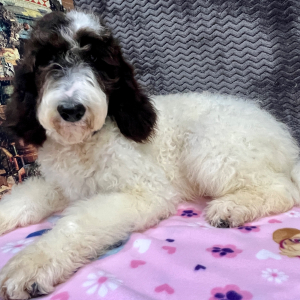 Goldendoodle Puppy Cloe