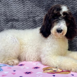Goldendoodle Puppy Cloe