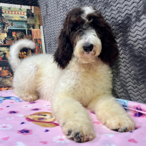 Goldendoodle Puppy Cloe