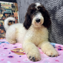 Goldendoodle Puppy Cloe