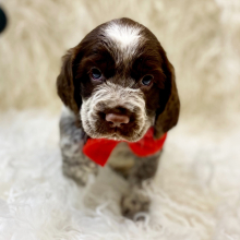 English Springer Spaniel Puppy Arnie