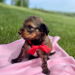 Aussiedoodle Puppy Cane