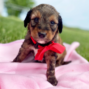 Aussiedoodle Puppy Cane