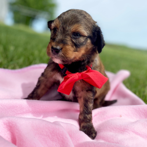 Aussiedoodle Puppy Cane