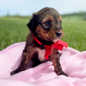 Aussiedoodle Puppy Cane