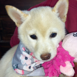 Shiba Inu Puppy Yuriko