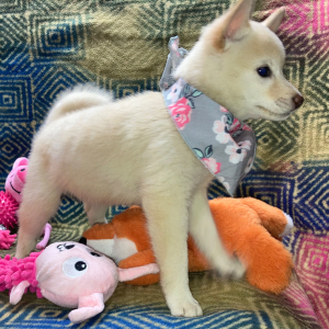 Shiba Inu Puppy Yuriko