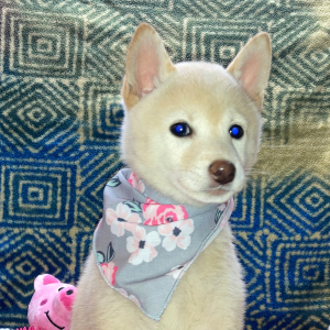 Shiba Inu Puppy Yuriko