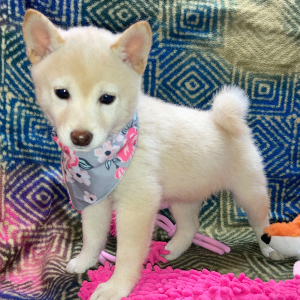 Shiba Inu Puppy Yuriko