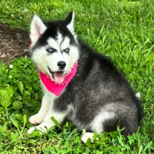 Siberian Husky Puppy Tracker