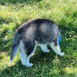 Siberian Husky Puppy Tracker