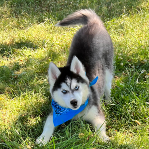 Siberian Husky Puppy Tracker