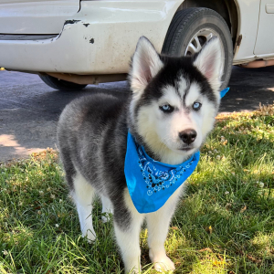 Siberian Husky Puppy Tracker