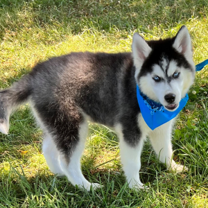 Siberian Husky Puppy Tracker