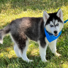 Siberian Husky Puppy Tracker