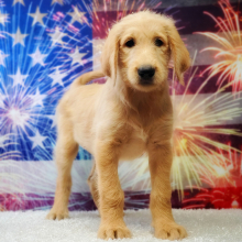 Labradoodle Puppy Poppie
