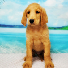 Labradoodle Puppy Sugar