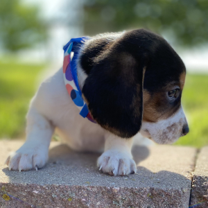 Beagle Puppy Gigi