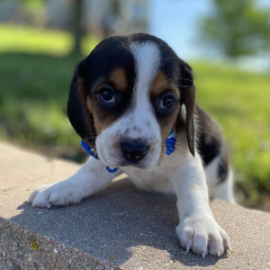 Beagle Puppy Gigi