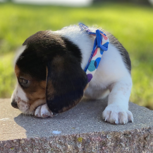 Beagle Puppy Gigi