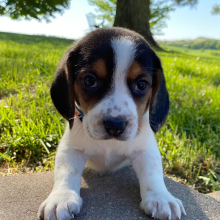 Beagle Puppy Gigi