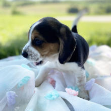 Beagle Puppy Lucky