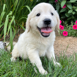 Golden Retriever Puppy Kendall