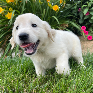 Golden Retriever Puppy Kendall