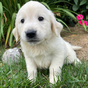 Golden Retriever Puppy Kendall