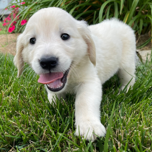 Golden Retriever Puppy Kendall