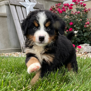Bernese Mountain Dog Puppy Gus