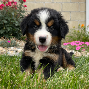 Bernese Mountain Dog Puppy Gus