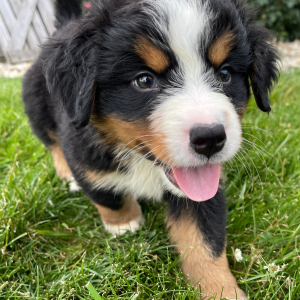 Bernese Mountain Dog Puppy Gus