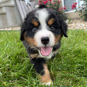 Bernese Mountain Dog Puppy Gus