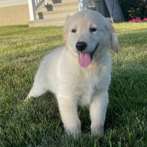 Golden Retriever Puppy Faith