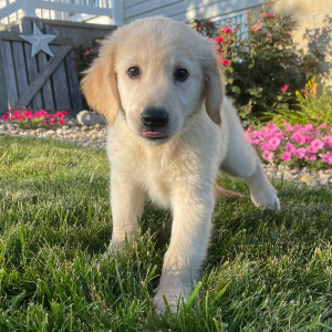 Golden Retriever Puppy Faith