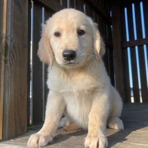 Golden Retriever Puppy Faith