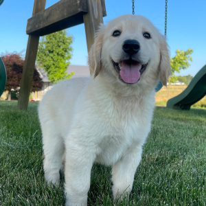 Golden Retriever Puppy Faith