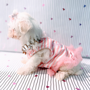 Maltipoo Puppy Miss America