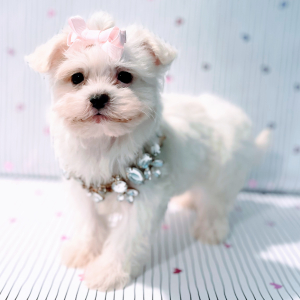 Maltipoo Puppy Miss America