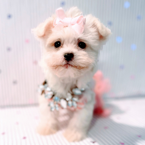 Maltipoo Puppy Miss America