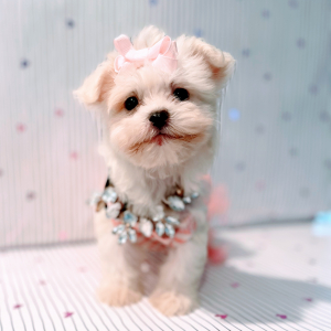 Maltipoo Puppy Miss America