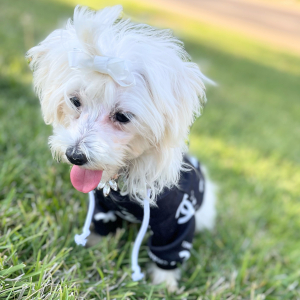 Maltipoo Puppy Miss America
