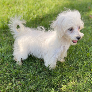 Maltipoo Puppy Miss America