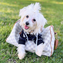 Maltipoo Puppy Miss America