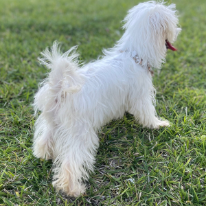 Maltipoo Puppy Miss America