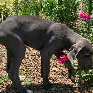 Great Dane Puppy Isabella