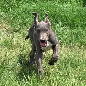 Great Dane Puppy Isabella